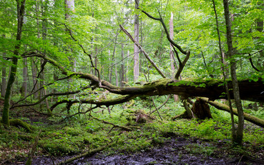 Old oak tree broken lying in spring forest