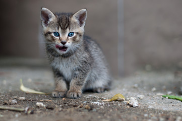 young kitty licks her lips