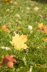 Maple leaf on ground