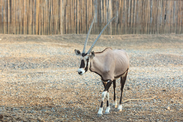 Walking Oryx