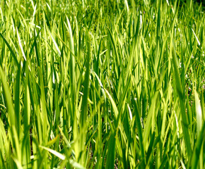 green grass on the field