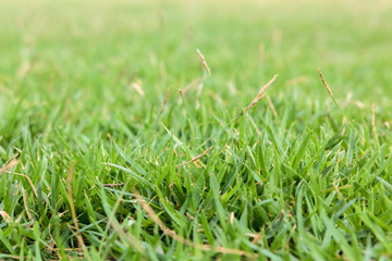 Green grass field close up