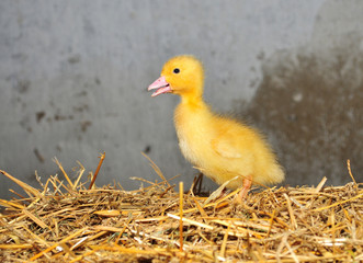 Little yellow duckling