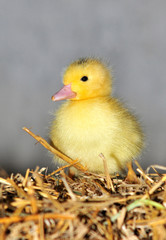 Duckling on a straw