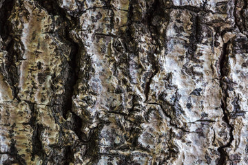 Tree bark surface