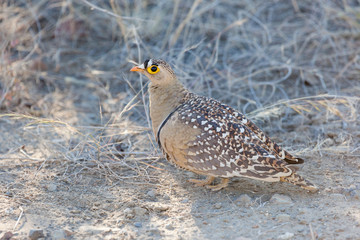 Double-banded Sandgrouse