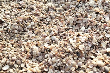 coquillages