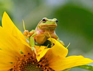 Portrait of a tree frog