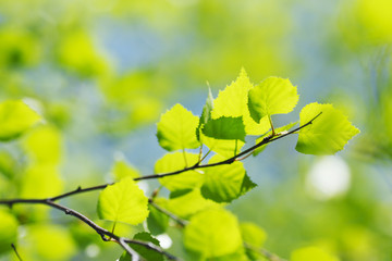 Obraz premium Green leaves background