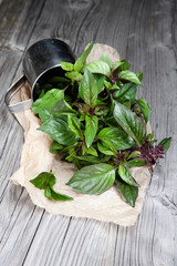 Fresh basil leaves