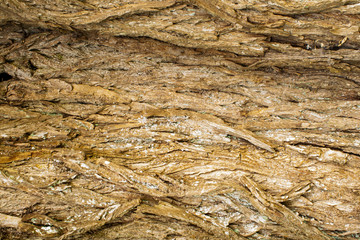 rough surface bark of willow