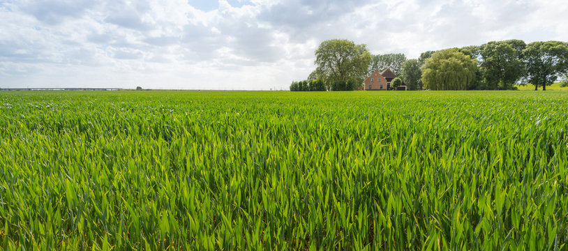 Ripening wheat in a rural landscape