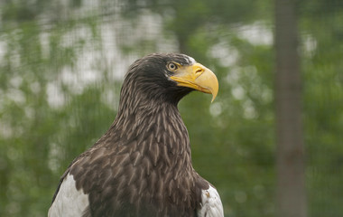 Stellers sea eagle