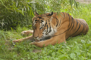 Obraz premium Tiger