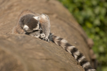 Fototapeta premium Ring-tailed lemur