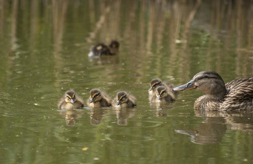 Smallard family