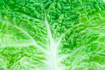 Leaf of kale