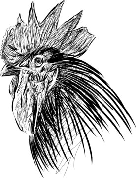 head of a cock