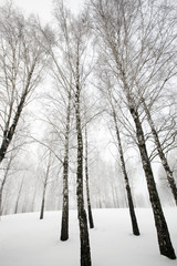 winter forest