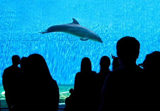 People looking big acquarium