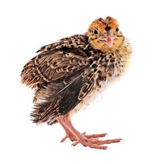Nestling quail on a white background