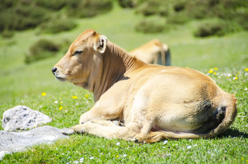Obraz na płótnie Canvas Cow on grass