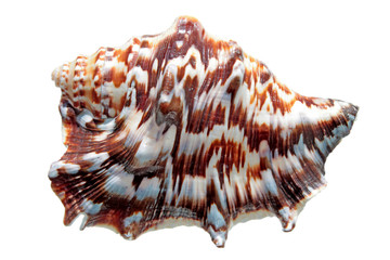 Spider conch isolated on white