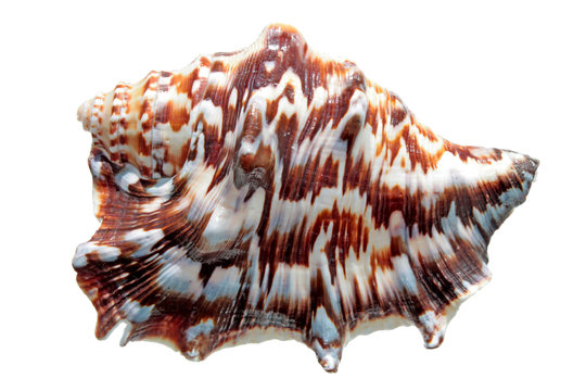Spider conch isolated on white
