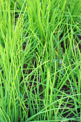 Onion, green leaves.