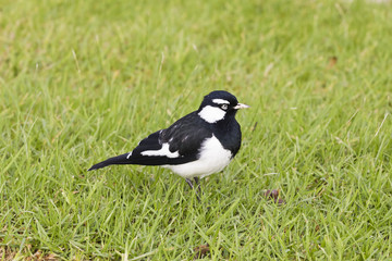 Australian magpie