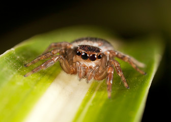 jumping spider