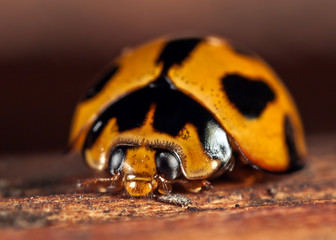 ladybug