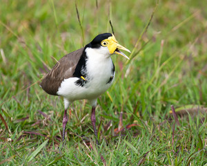 plover