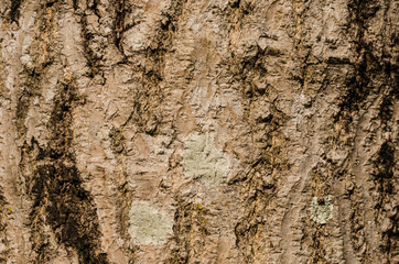 Wood background