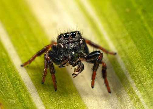 jumping spider and ant