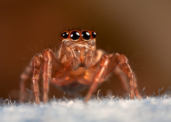 spider jeans