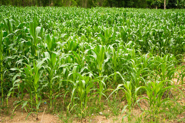 Fototapeta premium Corn field