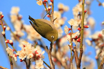メジロと梅の花