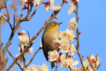 メジロと梅の花