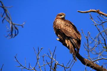 鳶