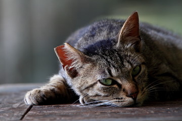 カメラ目線の猫