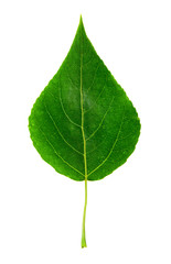 Obraz premium green leaf