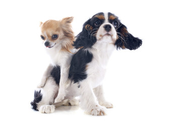 cavalier king charles and chihuahua