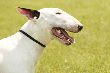 Fototapeta premium Pit Bull Terrier portrait