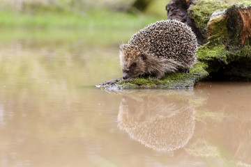 Hedgehog, Erinaceus europaeus © Erni