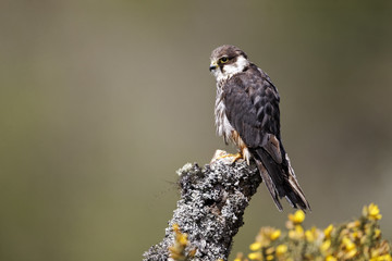 Hobby, Falco subbuteo
