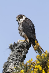 Hobby, Falco subbuteo