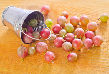 gooseberry