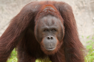 orangutan