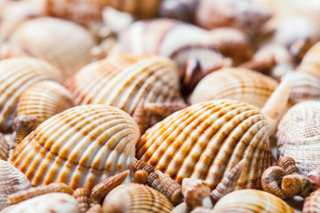 Seashells background